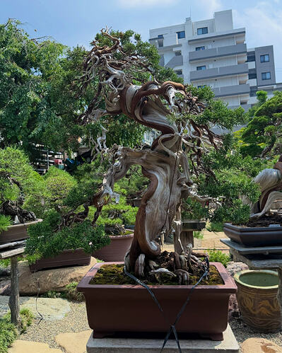 juniperus chinensis Kobayashi