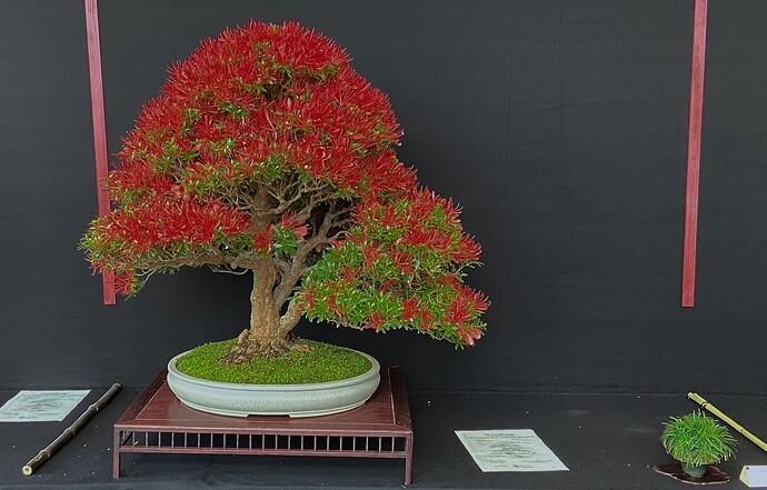 10 - Arbre - Jeremy Chasseuil