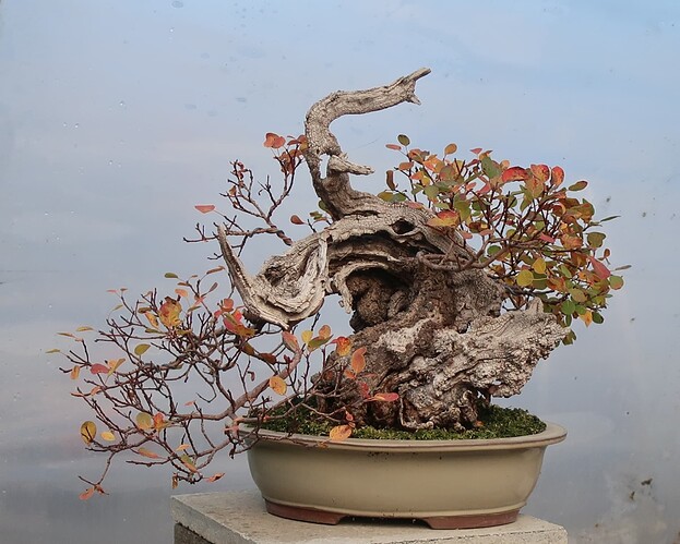 2025 10 24 Cotinus coggygria