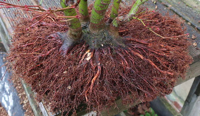 acer palmatum katsura 2026 02 10 (7)