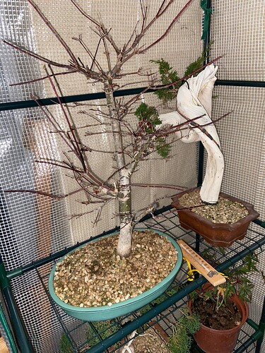 pre taille desho (1)