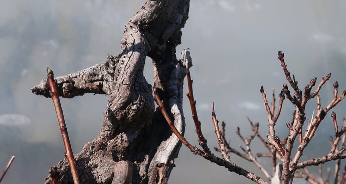 2025 03 13 Cotinus coggygria (1)