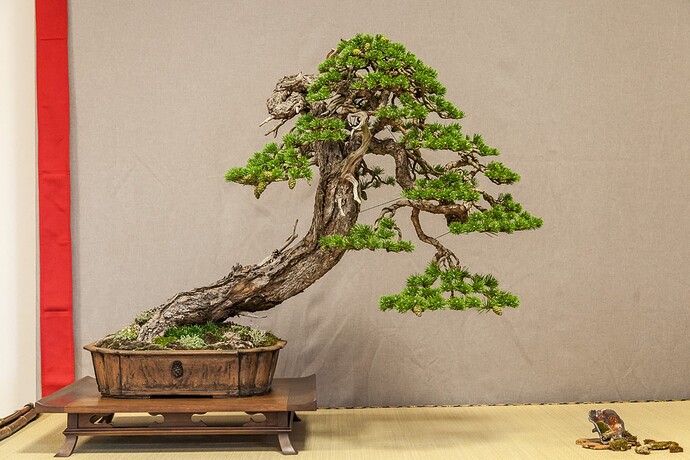 pin sylvestre olivier80 à maulévrier2020 (1)