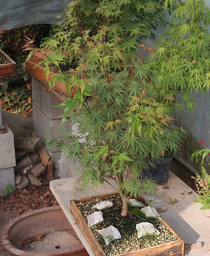 acer palmatum arakawa 2026 07 15