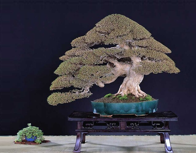 arbre Taiwan03