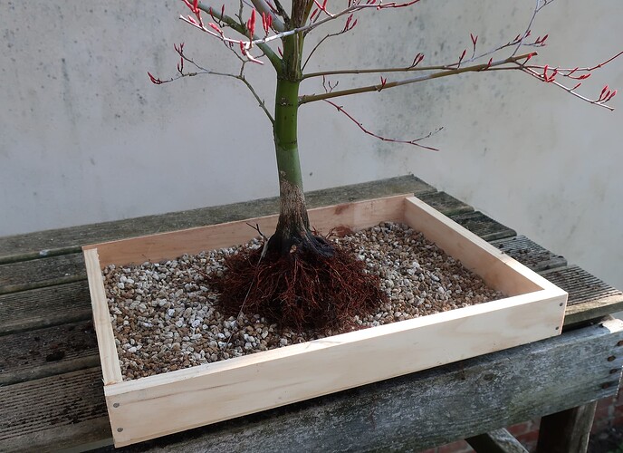 acer palmatum deshojo 2022 03 24 (9)