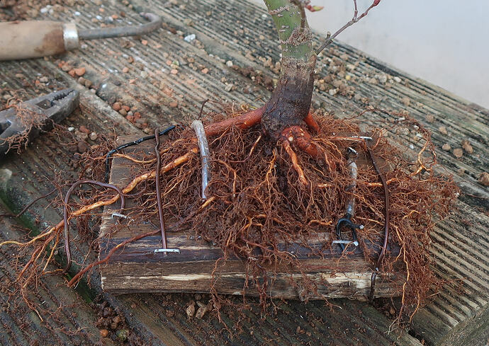 acer palmatum arakawa 2026 03 02 (6)