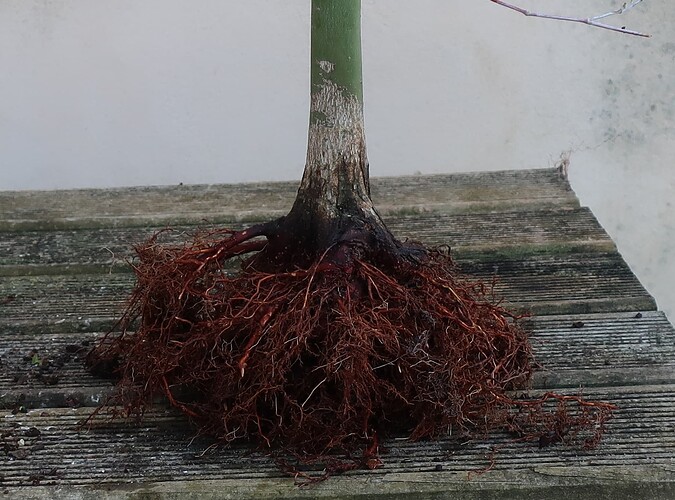 acer palmatum deshojo 2022 03 24 (3)