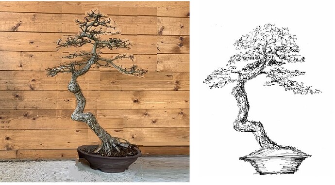 aubépine quercy pivotée