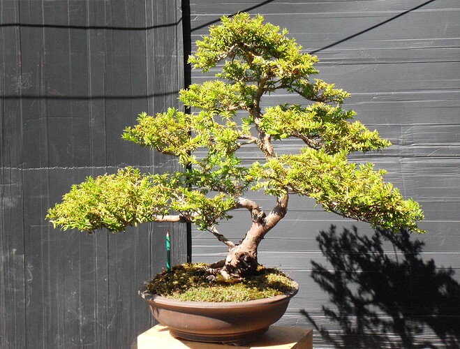 TAXUS-N°2