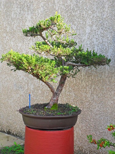 TAXUS_1