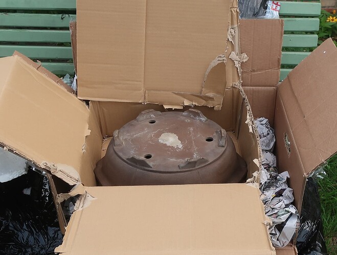 2025 07 23 Cotinus coggygria (5)