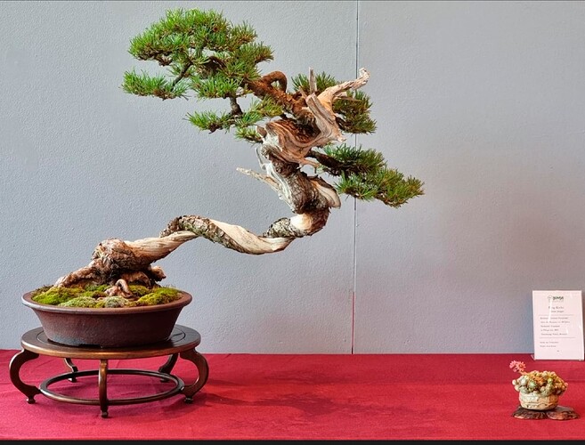 pin mugo2-convention-de-leuropean-bonsai-association-2022