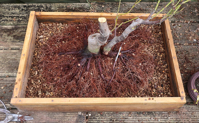 acer palmatum koto no ito 2026 02 23 (10)