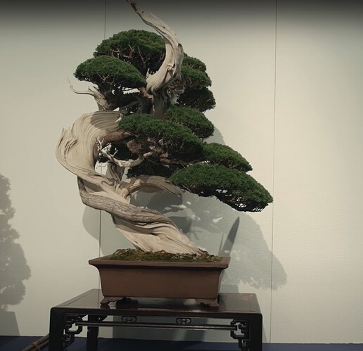 juniperus chinensis 10 Kokufu99