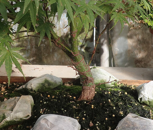 acer palmatum arakawa 2026 07 07 (2)