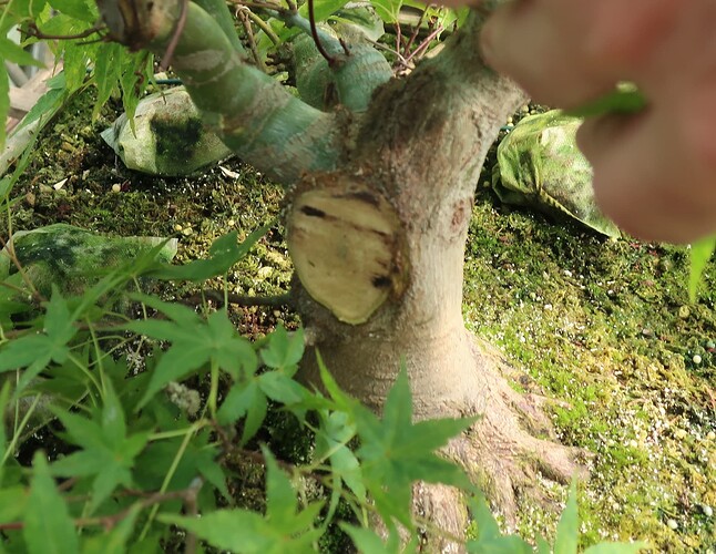 acer palmatum beni tsukasa 2023 07 12 (4)