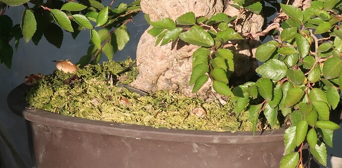 carpinus coreana 2025 09 09 (2)