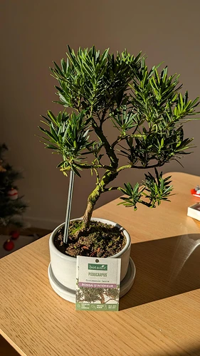 Podocarpus