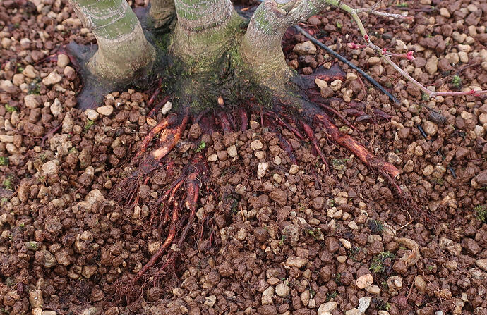acer palmatum katsura 2026 02 11 (1)