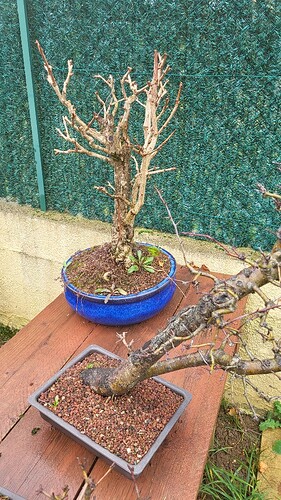 20250211_104439_resized