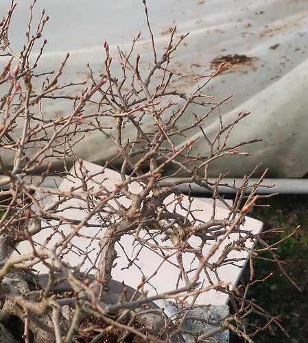 carpinus coreana 2025 03 17 (3)