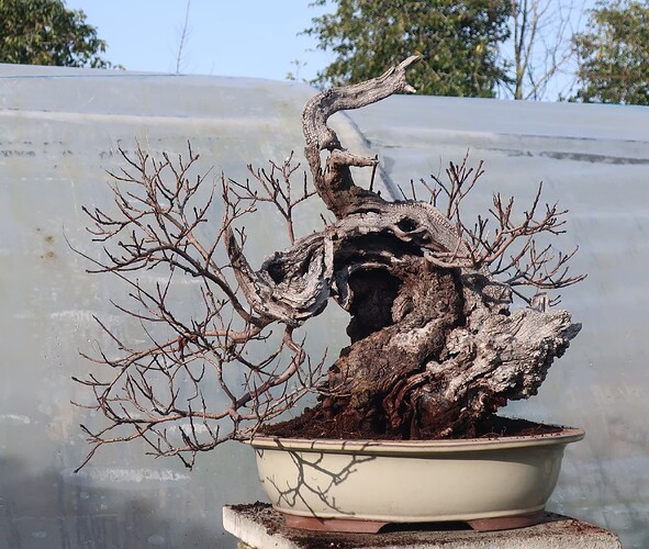 2024 12 04 Cotinus coggygria (21)