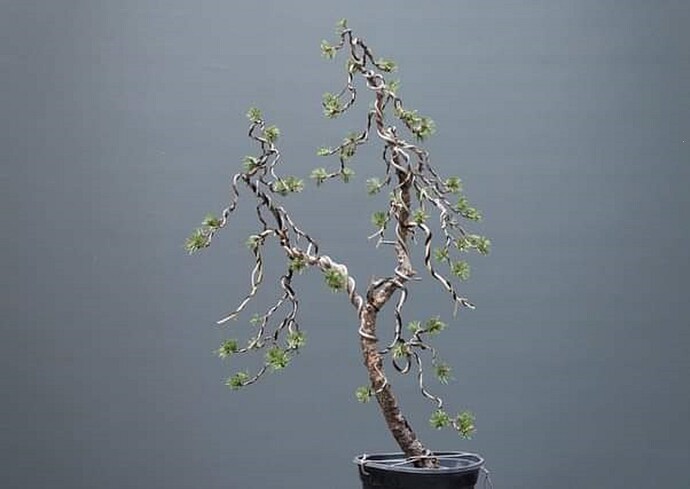 pin sylvestre Komsta pro-2