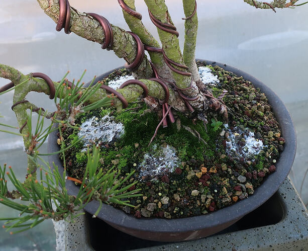 pin thunberg cépée 2020 12 17 002