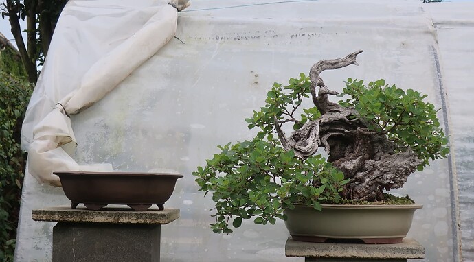 2025 07 23 Cotinus coggygria (7)