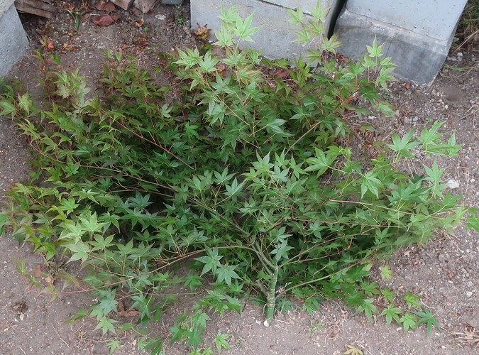 acer palmatum deshojo 2025 05  21 (4)