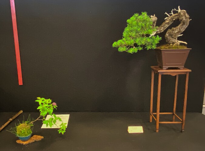 11 - Arbre - Pascal Berthier