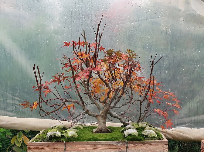 acer palmatum beni tsukasa 2020 11 09 002