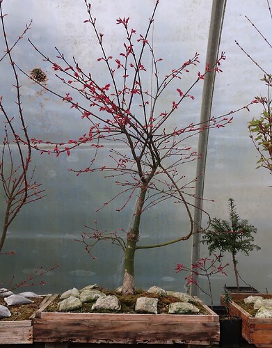 acer palmatum deshojo 2025 03  21