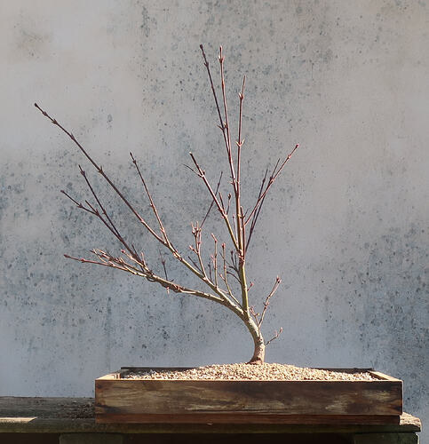 acer palmatum arakawa 2026 03 02 (11)