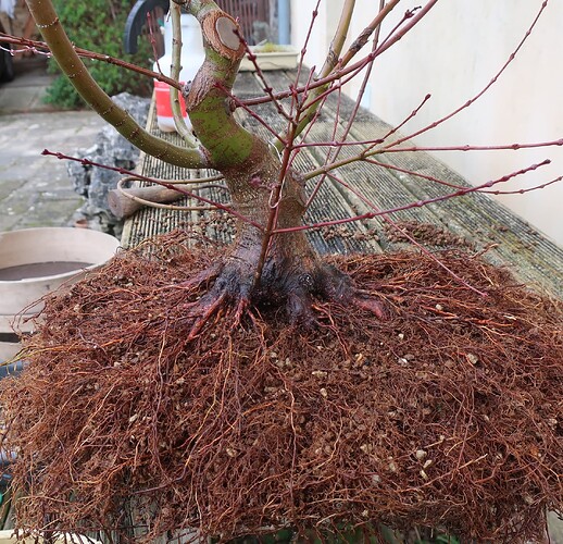 acer palmatum beni chidori 2025 02 21 (5)