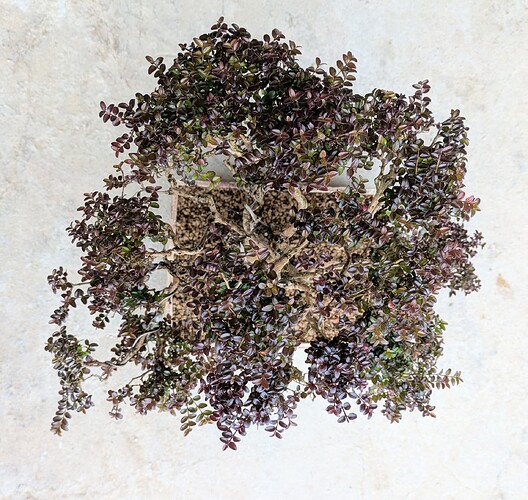 PXL_20250221_113628487~2