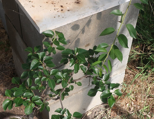prunus mahaleb ikigai 2026 07 06 (1)