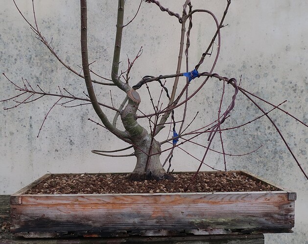 acer palmatum beni chidori 2025 02 21 (13)