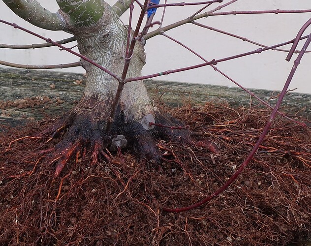 acer palmatum beni chidori 2025 02 21 (12)