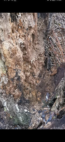 Screenshot_20260204_142227_com.huawei.himovie.overseas