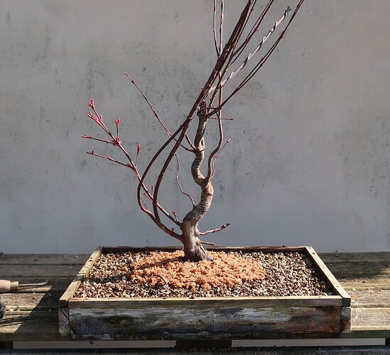 acer palmatum deshojo 2022 03 23 (11)