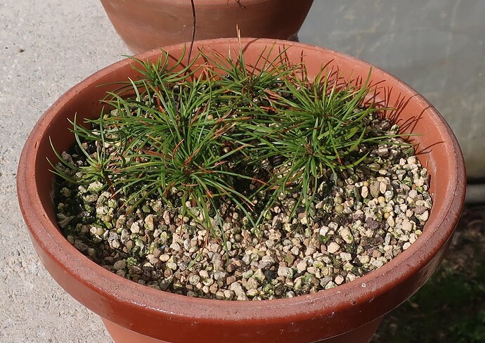 pinus pentaphylla semis 2025 03 13 (1)