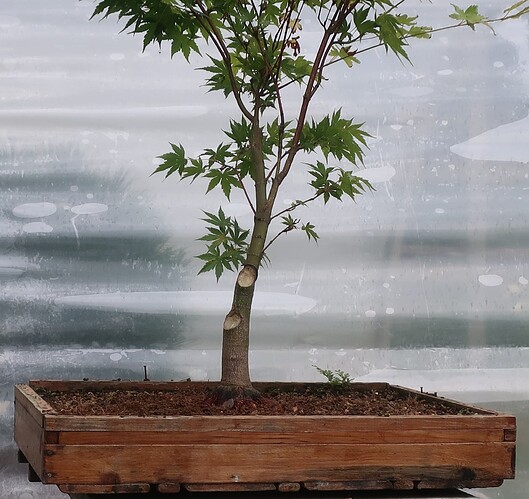 acer palmatum senkaki 2025 07 07 (7)