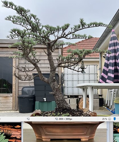 cèdre bleu pot marron texturé