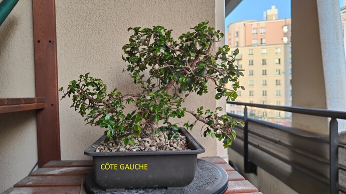 Côté gauche