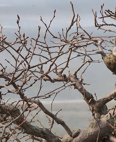 carpinus coreana 2025 03 17 (6)