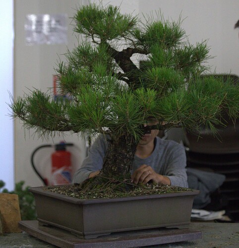 pinus
