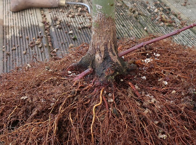 acer palmatum deshojo 2023 03 15 (6)