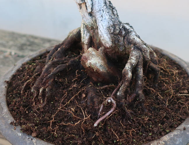 ste lucie 2026 03 19 (2)